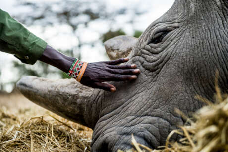 You Can Help Save a Species!