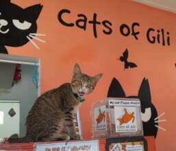 Kitten Makechi has been in our care since mid-July