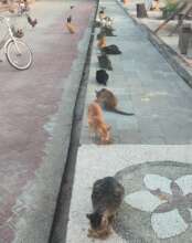 We were feeding cats every day for over 2 years