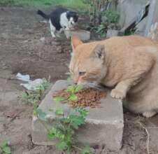 We were feeding hundreds of cats for over 2 years