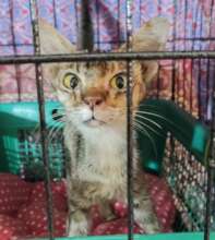 Another recovering patient in our cat hospital