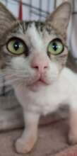 Little Neneh had a bad wound in her neck