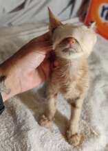 Kitten being treated for severe eye infection