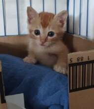 Rescue kitten Toby arrived on Boxing Day