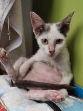 Kitten Obelix arrived from Gili Meno in February