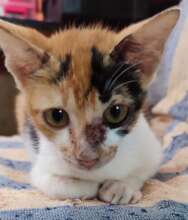 Kitten Mona was found in a local warung