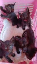 Kittens visiting our vets