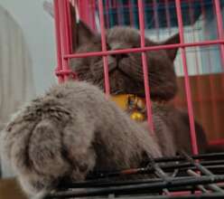 Cat waking up after surgery