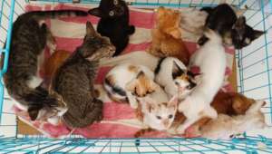 Kittens waiting for their turn to be dewormed