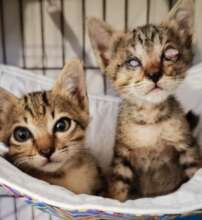 Two little kittens, one born without normal eyes