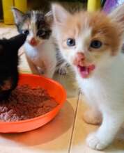 Happy kittens having yummy breakfast