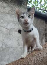 Miracle kitten Pate all grown up