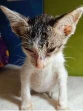 Baby Pate a few days after he arrived in January