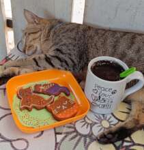 Cat Matti having a nap at our cafe