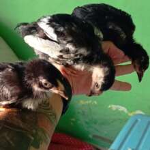 Sirkku, Martti and Pertti, our rescue chickens