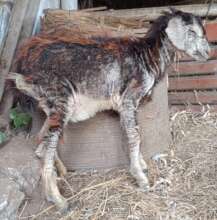 Vappu The Goat the day she was found