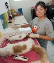 Our vet Rini preparing cats for surgery