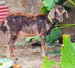 Vappu The Goat 3 weeks later, healing well