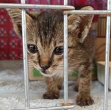Tiny little kitten Bintang is our latest arrival