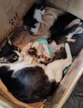 Mamacat and babies arrived in January