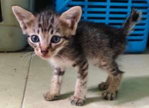 Superstar kitten, going strong and not giving up