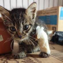 This little kitten was badly injured