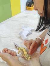 Little leopard gecko getting treatment