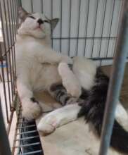 Hangover after surgery