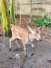 Poor little Baby Moo. We will never forget him.