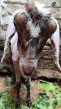 Halla The Goat, looking good and healing fast