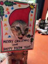Merry Christmas & Happy Meow Year!