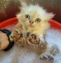Kitten getting a bath during our clinic