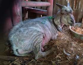 One of the rescued goats