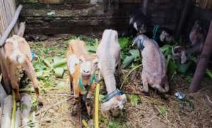 Goats having a good meal finally