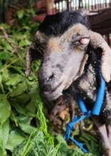 One goat had a blind eye