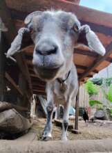 All goats have been recovering well