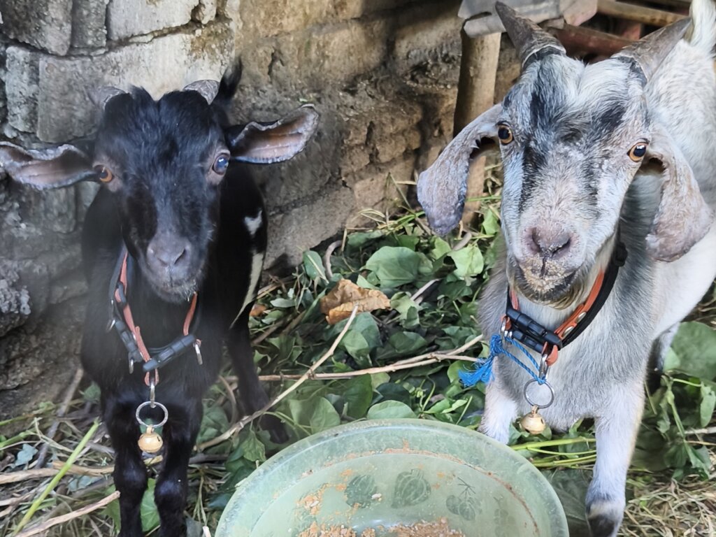 Our goat boys Antti and Sami got neutered