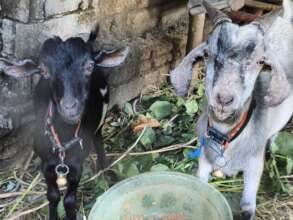 Our goat boys Antti and Sami got neutered