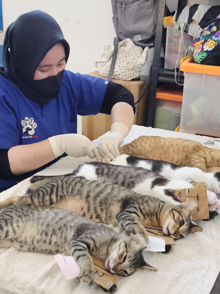 Busy cat clinic day in June