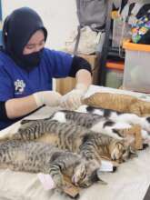 Busy cat clinic day in June
