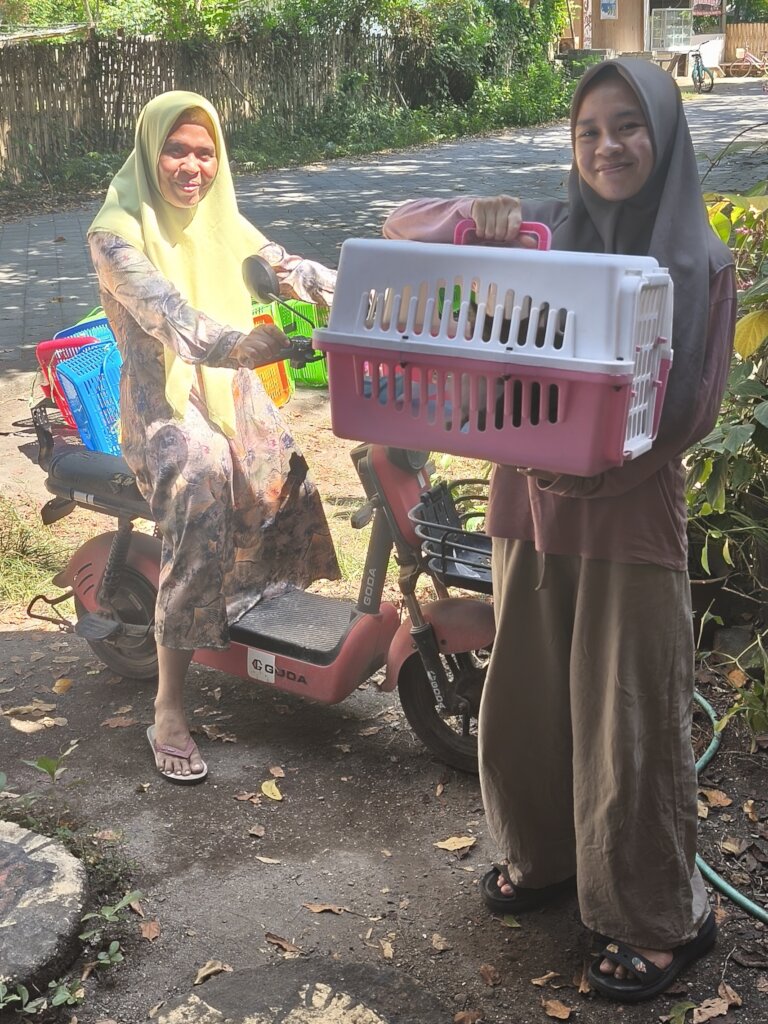 Cats going home after visiting our vet team