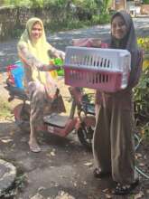 Cats going home after visiting our vet team