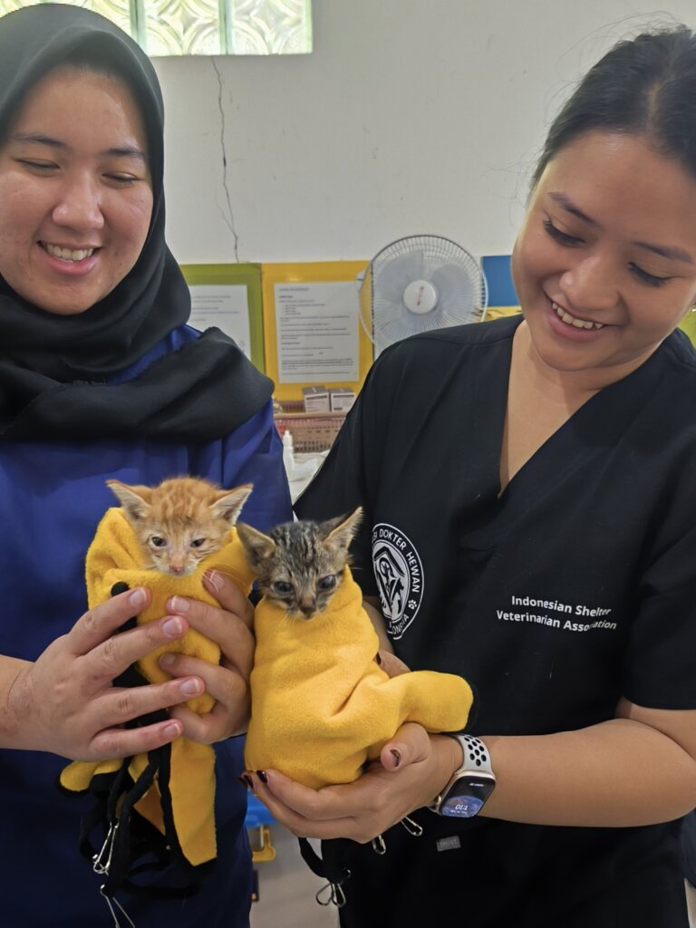 Tiny purrrrrritos visited our clinic