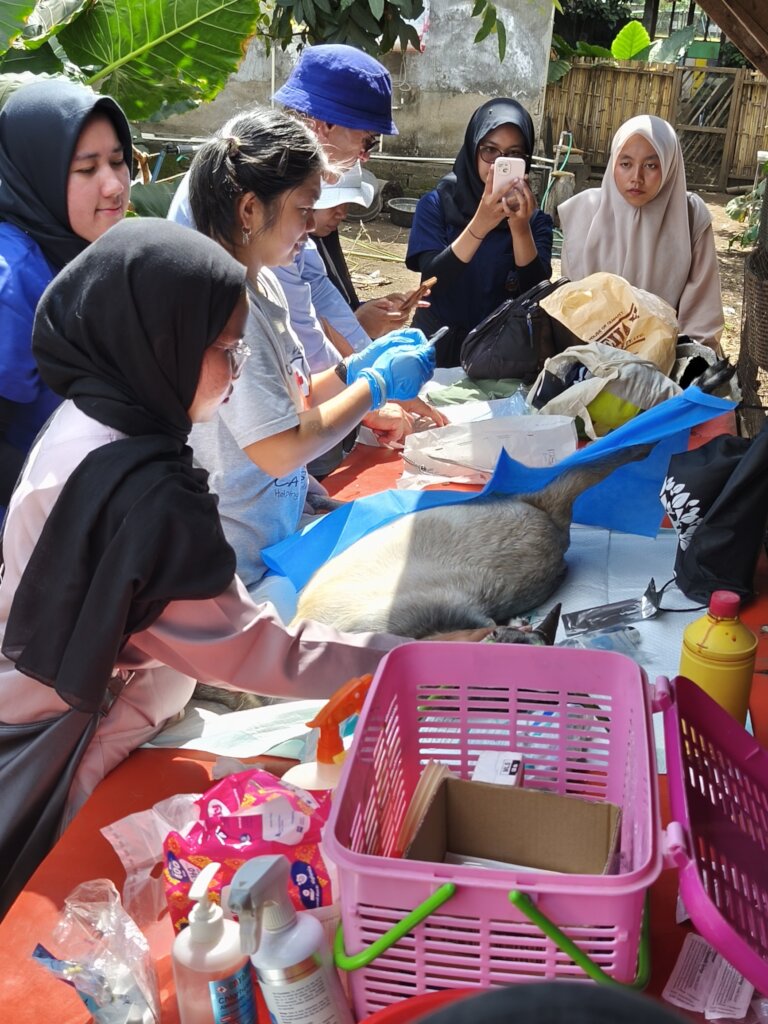 Goat clinic ongoing
