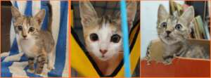 Some of the kittens we currently have in our care