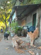Feeding hungry street cats