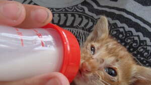 Kitten rescued from the streets