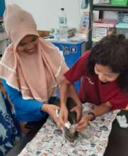 Veterinary care for Gili island cats