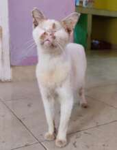 Forever home for special needs cats