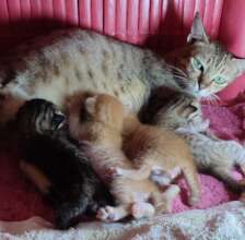 Nursery for mommycats with tiny kittens